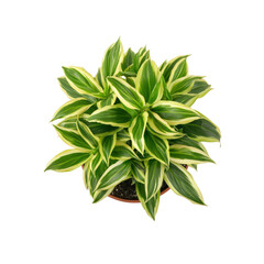 Aerial View of a Lush Green and Yellow Variegated Plant in a Terracotta Pot