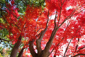 下から見上げた紅葉