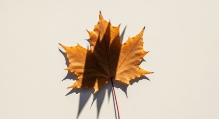 A single maple leaf