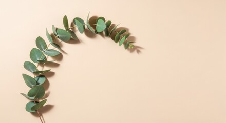 Flat lay of fresh eucalyptus leaves