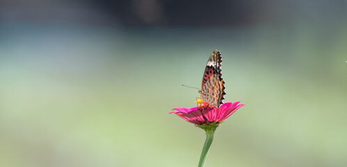 花に止まる綺麗な蝶	