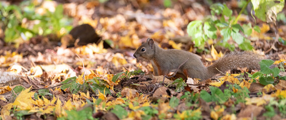 可愛いニホンリス	