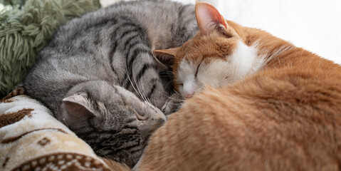 窓辺で眠る二匹の猫	