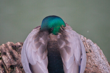 Duck with its head buried in its wings