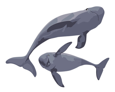 FINLESS PORPOSE (Neophocaena phocaenoides). Marine mammal illustration collection (vector illustration)
