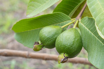 Fresh guava on a green tree. Harvesting in morning light. Natural vitamins from fruits.