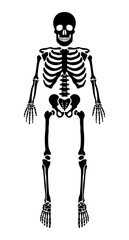 Human skeleton with dark silhouette shape. High detailed vector illustration set of bones.