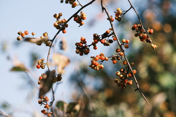 ツルウメモドキの実