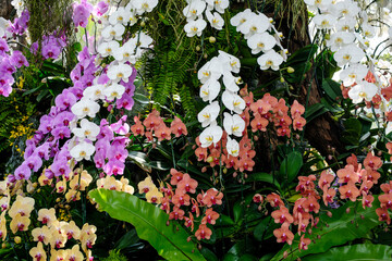 Beautiful various types of flowers botany in blooming in a garden. Natural background concept..