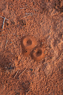 graphic circular pattern in the natural world of ant hill holes in outback Australia
