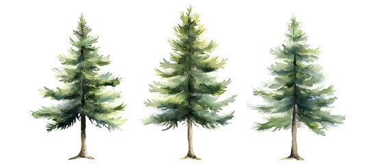 Watercolor illustration of three pine trees with green needles isolated on transparent background