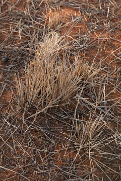 Close up of native grass in Australia, foraged as food for kangaroos
