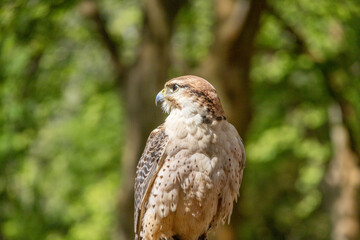 Saker falcon perched majestically, gazing into the distance at tapada nacional de mafra