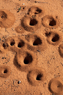 graphic circular pattern in the natural world of ant hill holes in outback Australia