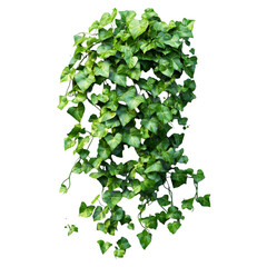 Lush Green Ivy Plant, Isolated on Black Background
