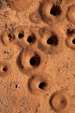 graphic circular pattern in the natural world of ant hill holes in outback Australia
