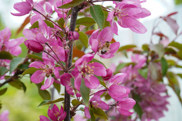 Bee collecting pollen on apple tree blossoming flower at spring. Apple tree bloom in may.