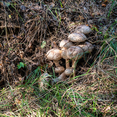 A bunch of mushrooms among grass and old leaves in woods