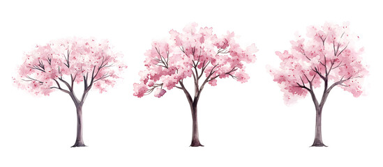 Watercolor illustration of three cherry blossom trees with pink flowers isolated on transparent background
