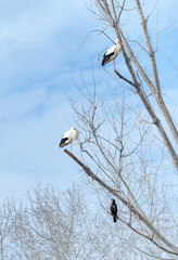 Storks and cormorant perched on a tree in the park