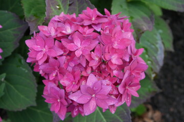 pink hydrangea flower