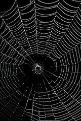 Obraz premium Intricate Spiderweb Glistening with Morning Dew