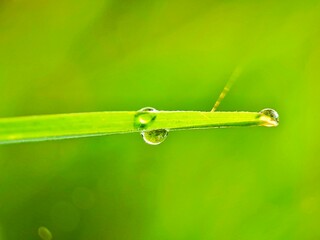 grass with morning dew drops on bright green grass with blurry background.