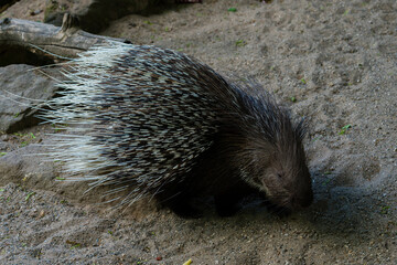 Porcupine exploring its sandy habitat in the early morning