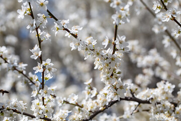 Flowering twigs outlined against the calm blue atmosphere, highlighting seasonal transformation.