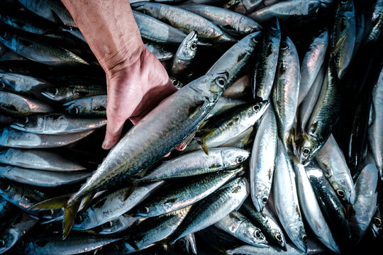 Saba mackerel at Japanese fish market