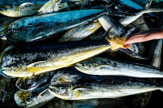 Mahi Mahi Dolphin fish at Japanese fish market