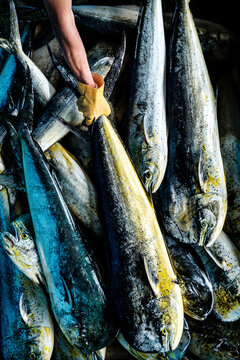 Mahi Mahi Dolphin fish at Japanese fish market