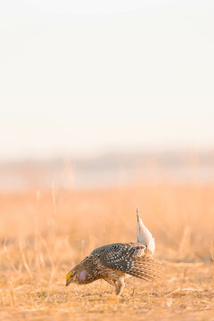 Sharp-tailed grouse on lek during mating season