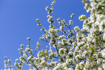 Bright apple tree flowers bloom, signaling the arrival of spring.