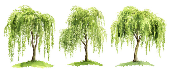 Watercolor painting of three weeping willow trees with lush green leaves isolated on transparent background