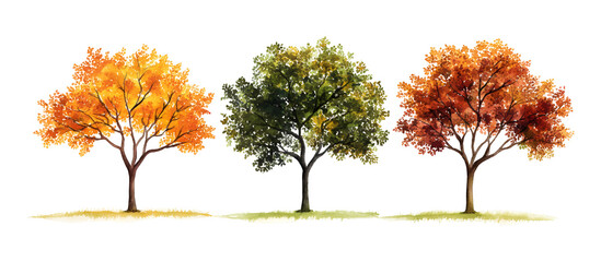 Watercolor painting of three trees with autumn, green, and yellow leaves isolated on transparent background