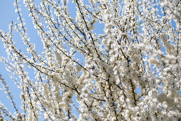 Blooming tree branches against clear blue sky. Spring, nature, freshness and calmness.