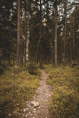 A Quiet Forest Path Through the Woodland Wilderness