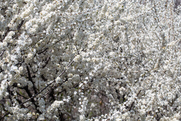 Floral branches stretching across the clear spring sky, inviting a peaceful mood.