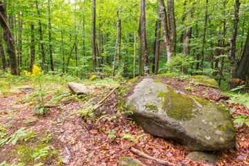 green beech forest in summer. beautiful view. ecosystem of primeval woods of transcarpathia on a sunny day. beautiful nature background. natural environment