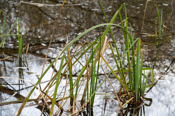 Europa, Deutschland, Mecklenburg-Vorpommern, Waren, Müritz, Ecktannen, Sumpfgebiet, Schilf