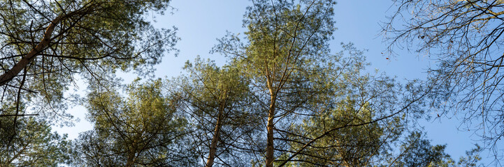 Europa, Deutschland, Mecklenburg-Vorpommern, Mecklenburgische Seenplatte, Müritz Nationalpark, Kiefernwald aus der Froschperspektive