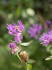 Bee on a Purple Wildflower Gathering Nectar
