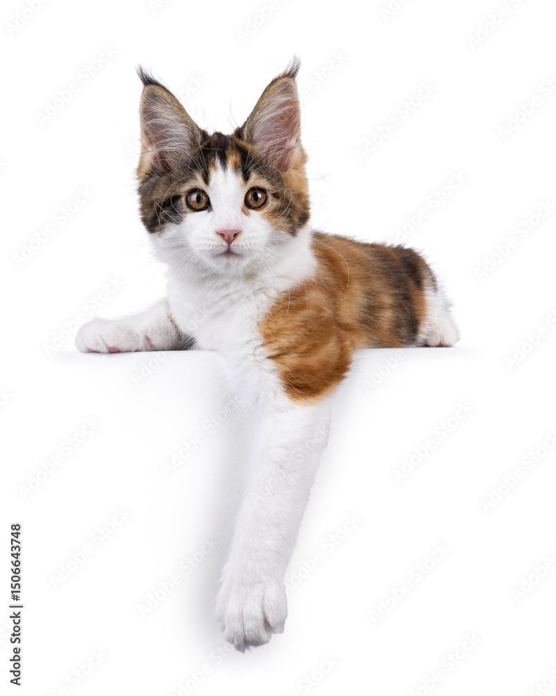 Poster adorable tortie maine coon cat kitten, laying with front paws hanging down from an edge facing front