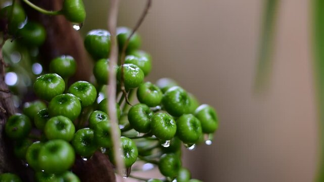 Ficus racemosa L., Cluster of wild ficus fistulosa fruit sprouting from the trunk, Common fig or Ficus carica fruit on tree