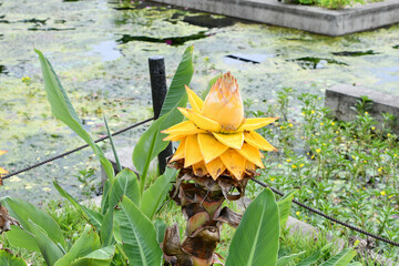 チヨウキンレン（チユウキンレン）　Chinese yellow banana	