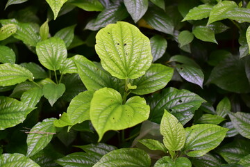 Piper sarmentosum, Piperaceae, Chaplu leaves, Green herb betel leaf or Chaplu leaves. Herb in Thailand