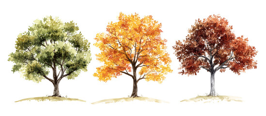 Watercolor painting of three trees with autumn, green, and yellow leaves isolated on transparent background