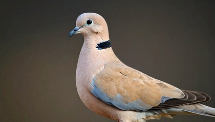 eurasian collared dove on plain background