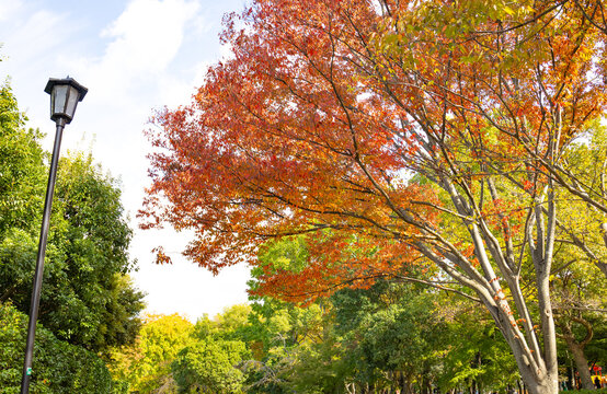 Beautiful red leaves in Autumn. Daisen Park, Sakai, Osaka, Japan